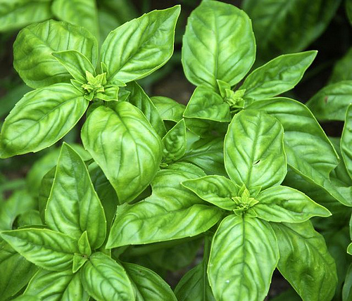 Basil Essential Oil